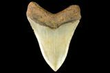 Serrated, Fossil Megalodon Tooth - North Carolina #147477-1